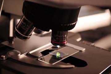 Россия: «Жук – ровесник динозавров»: новости научного мира Россия: «Жук – ровесник динозавров»: новости научного мира